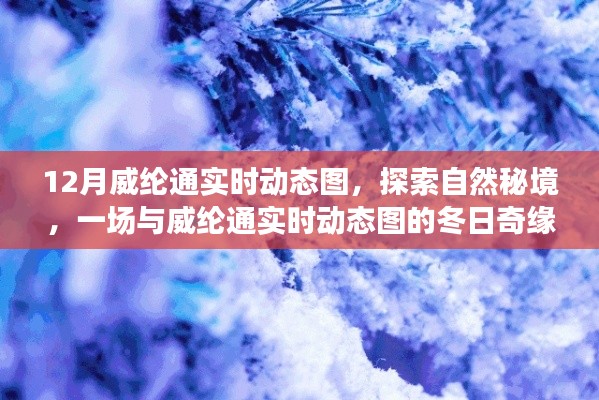 威纶通实时动态图，冬日奇缘的自然秘境探索之旅