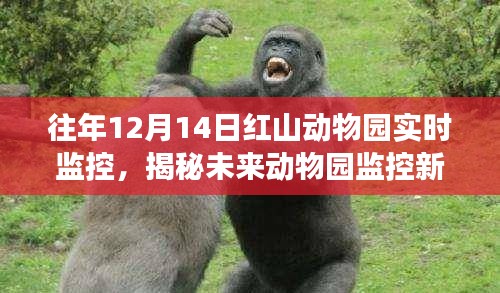 红山动物园实时监控揭秘，未来动物园监控新纪元重磅升级！