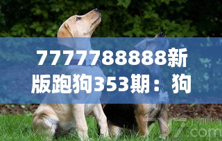 7777788888新版跑狗353期：狗赛分析与预测