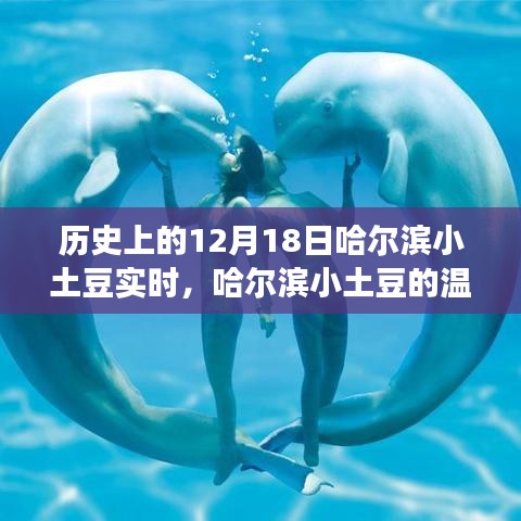 哈尔滨小土豆的暖心冬日奇遇，12月18日的温馨故事