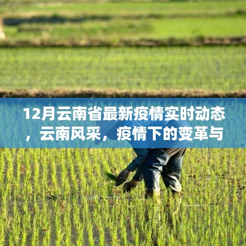 云南疫情最新动态，变革与自我超越，信心与成就共舞十二月