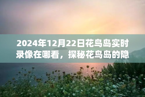 探秘花鸟岛隐秘角落，实时录像领略特色小店魅力在花鸟岛观看2024年12月22日精彩瞬间