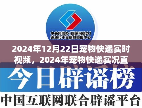 见证温馨时刻，宠物快递实况直播，共赴爱的传递