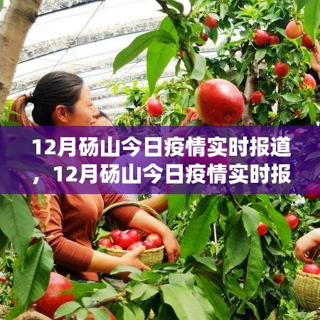 12月砀山疫情实时报道，全面评测与详细介绍