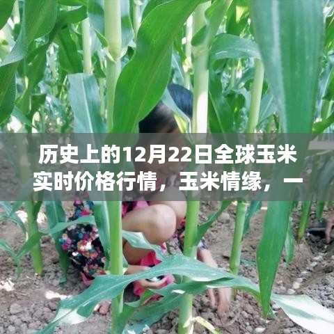玉米情缘，全球玉米实时价格行情与友情的温馨故事