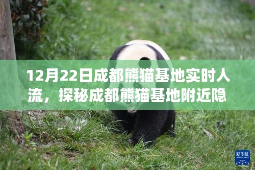 探秘成都熊猫基地周边，人流盛况与隐藏小巷美食的独特魅力