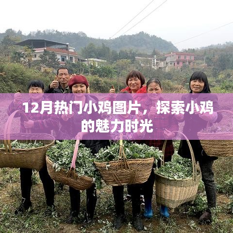 12月小鸡图片大赏，魅力时光探索
