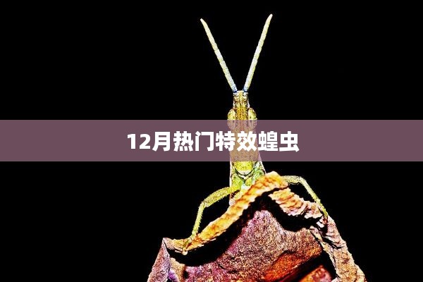 特效蝗虫，揭秘十二月热门现象