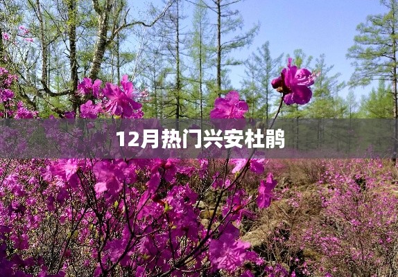 兴安杜鹃12月盛放季