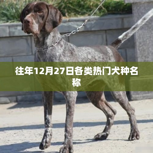往年12月热门犬种名称大盘点