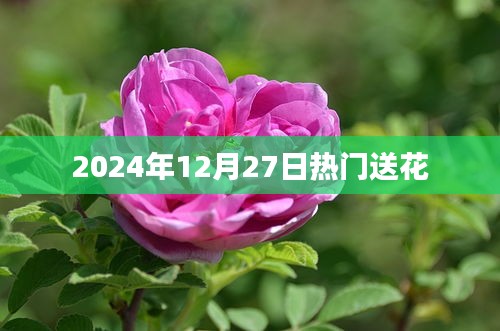 精选节日送花指南，2024年12月27日热门鲜花推荐