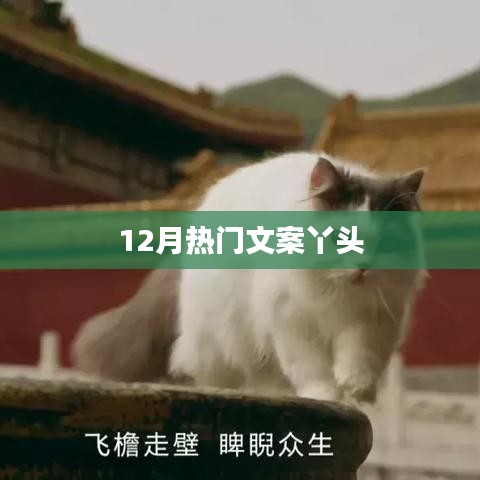 12月流行语精选，丫头文案大热