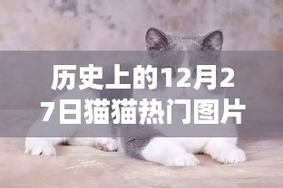 历史上的猫猫热门图片大放送，12月27日精彩瞬间