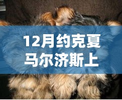 约克夏马尔济斯犬成热门犬种，12月备受瞩目
