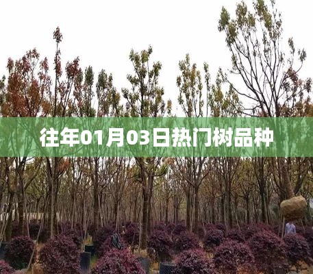 『历年元旦后热门树种盘点』