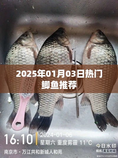 『最新推荐』2025年鲫鱼热门品种盘点
