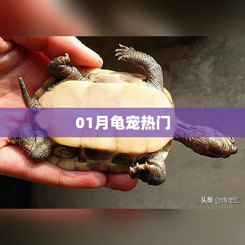 一月龟宠热门指南