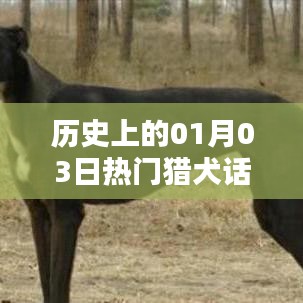 热门猎犬话题回顾，历史上的1月3日