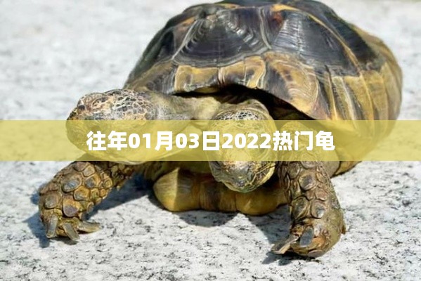热门龟品种盘点，历年龟界瞩目之选（往年元旦至今日）