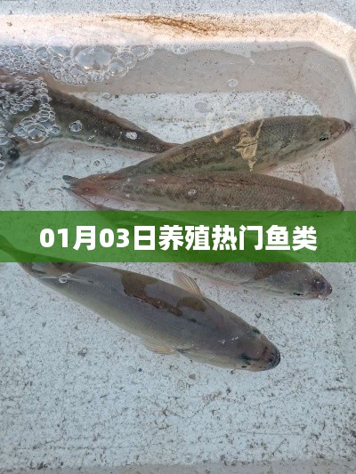 热门鱼类养殖，最新趋势与知识（日期，01月03日）