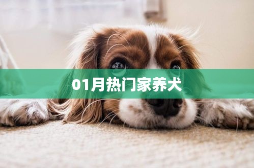 最新热门家养犬品种大盘点