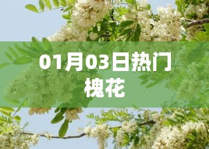槐花热门资讯，01月03日不容错过