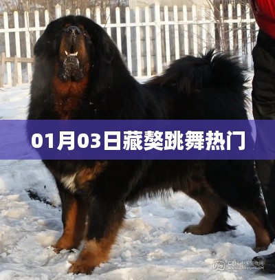 藏獒跳舞走红，萌态可掬迎新春