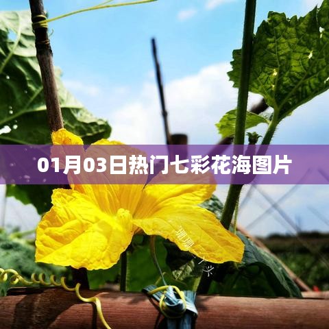 01月03日精选七彩花海美图欣赏