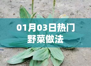 热门野菜做法大公开，美味与健康并存