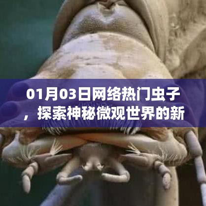 微观世界的探索焦点，热门虫子揭秘