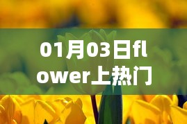 Flower爆红日期，揭秘成功背后的秘密 01月03日
