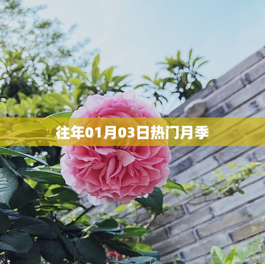 『历年一月初月季大热』