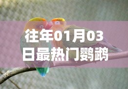 『历年一月初鹦鹉界的热门焦点』