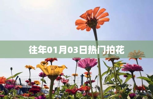『新年首周拍花盛宴，绽放瞬间不容错过』