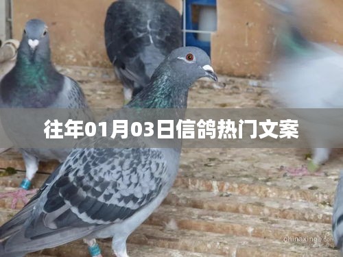 信鸽热门文案大揭秘，历年一月三日精选回顾