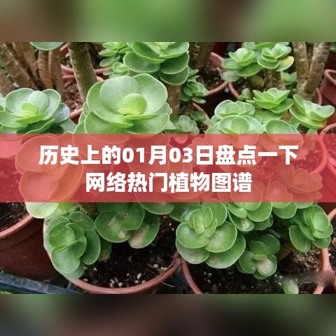 网络热门植物图谱盘点，历史上的那些日子（一月三日）