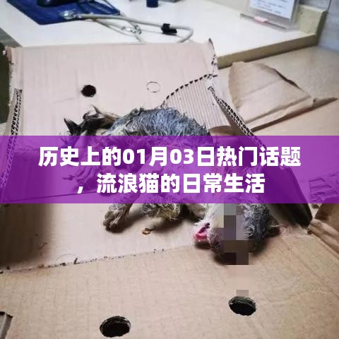 历史上的大事件与流浪猫的日常生活，一月三日话题聚焦