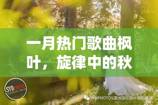 一月热门歌曲之枫叶，秋意流转的旋律情感