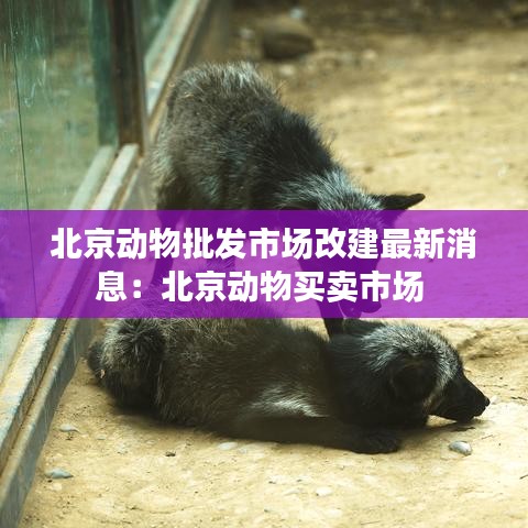 北京动物批发市场改建最新消息：北京动物买卖市场 