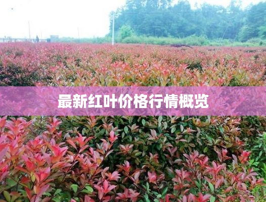 最新红叶价格行情概览