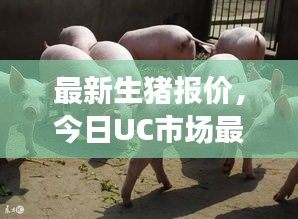 最新生猪报价，今日UC市场最新动态