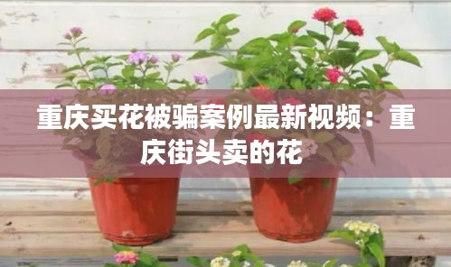 重庆买花被骗案例最新视频：重庆街头卖的花 