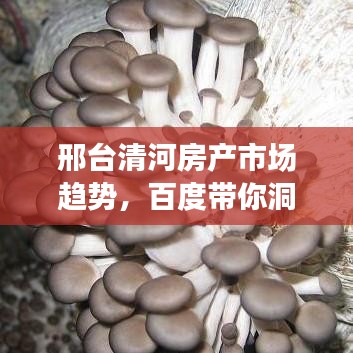 邢台清河房产市场趋势，百度带你洞悉详情