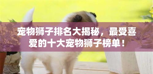 宠物狮子排名大揭秘，最受喜爱的十大宠物狮子榜单！