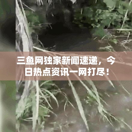 三鱼网独家新闻速递，今日热点资讯一网打尽！