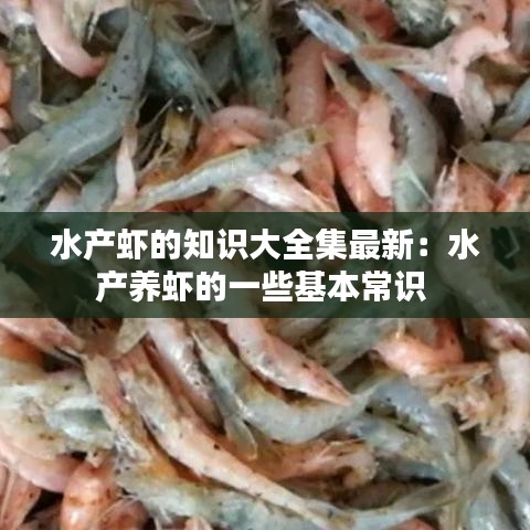 水产虾的知识大全集最新：水产养虾的一些基本常识 