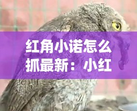 红角小诺怎么抓最新：小红角鸮 