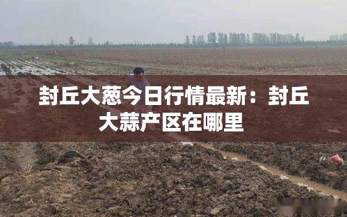 封丘大葱今日行情最新：封丘大蒜产区在哪里 