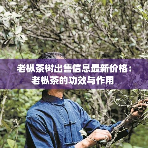 老枞茶树出售信息最新价格：老枞茶的功效与作用 