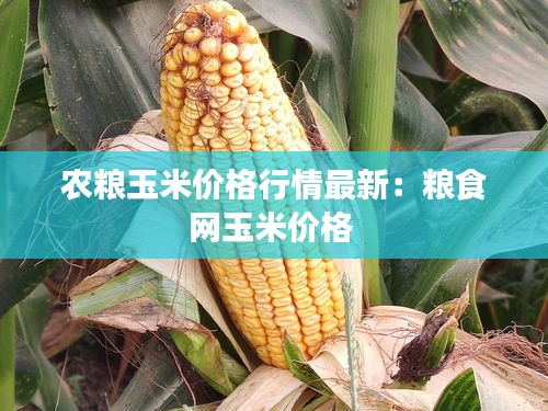 农粮玉米价格行情最新：粮食网玉米价格 